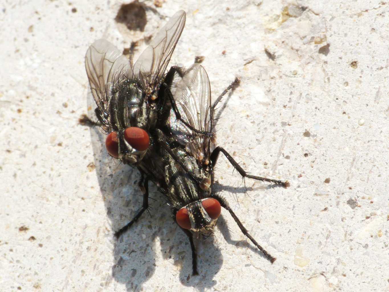 Ditteri in accoppiamento (Sarcophagidae?)